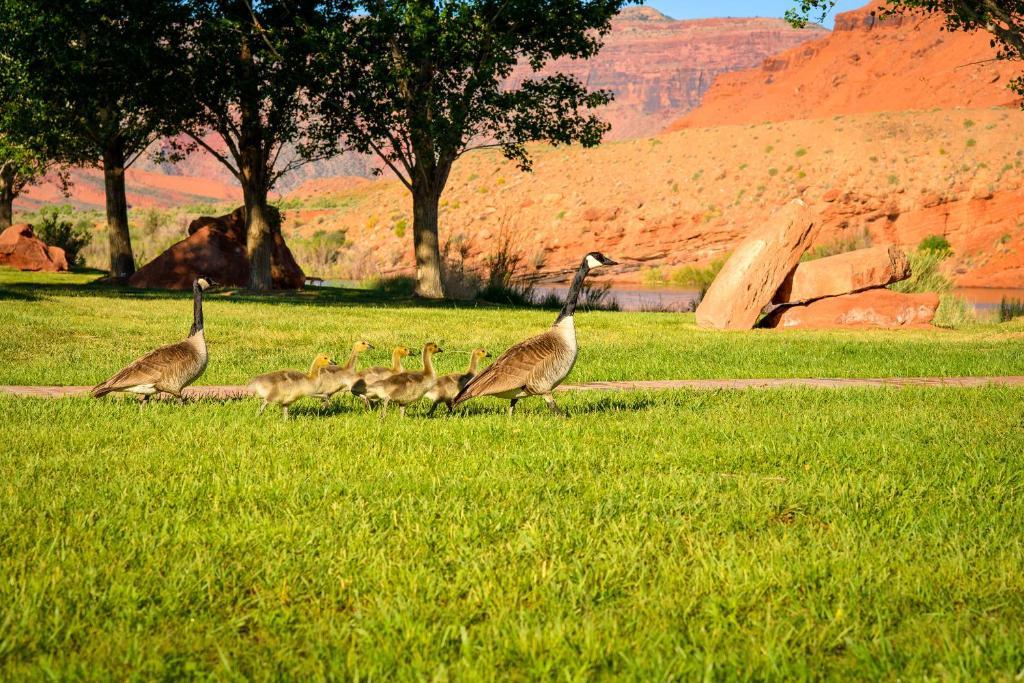 Sorrel River Ranch Resort & Spa Moab Extérieur photo